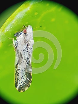 Diaphorina citri, theÂ Asian citrus psyllid, is a sap-sucking,Â hemipteranÂ bug in the familyÂ Liviidae